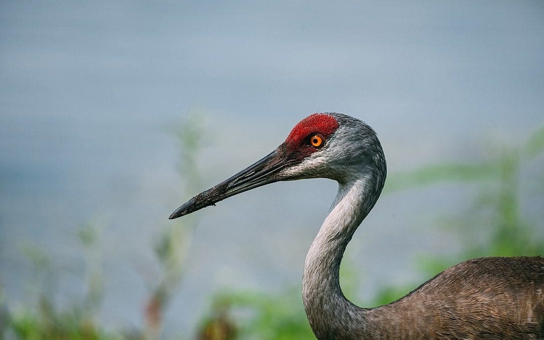 Endangered Species | Mississippi Sound Conservancy