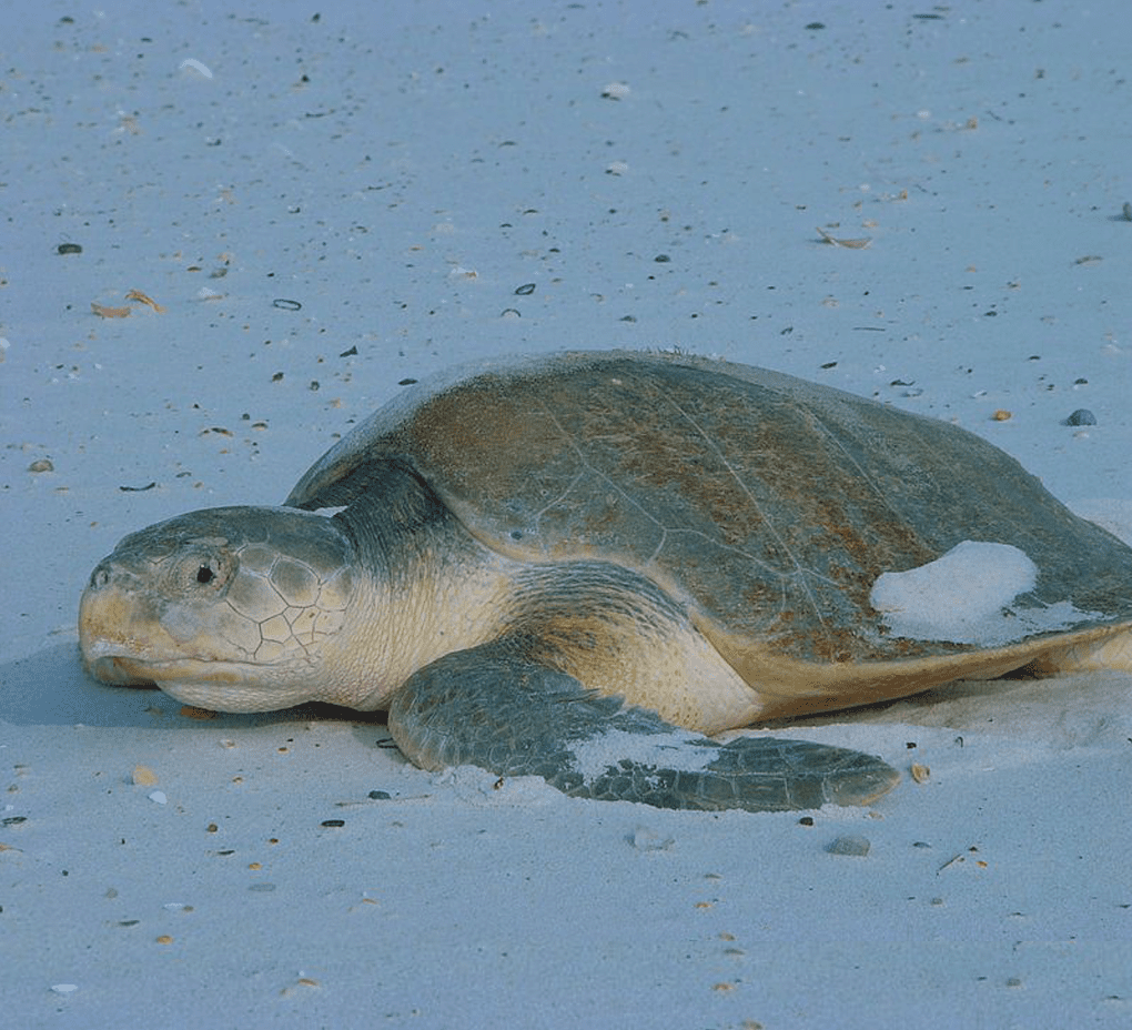 Kemp's Ridley Sea Turtle | Mississippi Sound Conservancy